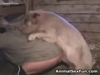 Beastiality XXX DVD - Me having zoophilia joy with my pig